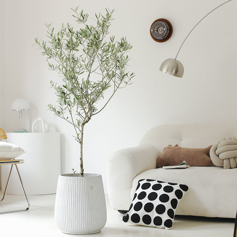 Indoor Olive Tree Plant (Olea Europaea) Garden Plus