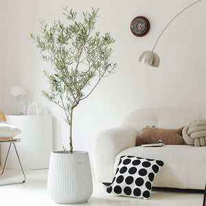 Indoor Olive Tree Plant (Olea Europaea) Garden Plus
