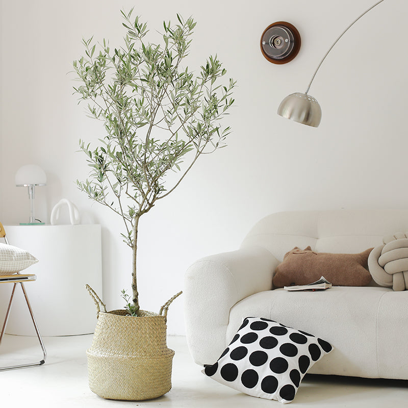 Indoor Olive Tree Plant (Olea Europaea) Garden Plus