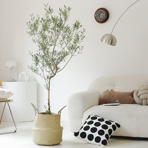 Indoor Olive Tree Plant (Olea Europaea) Garden Plus