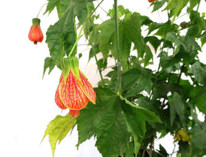 Abutilon pictum Garden Plus
