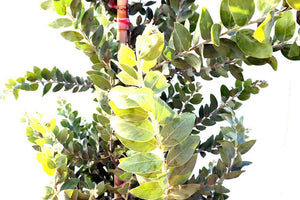 Acacia podalyriifolia Garden Plus