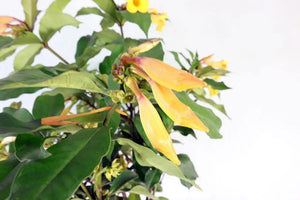 Allemanda Garden Plus