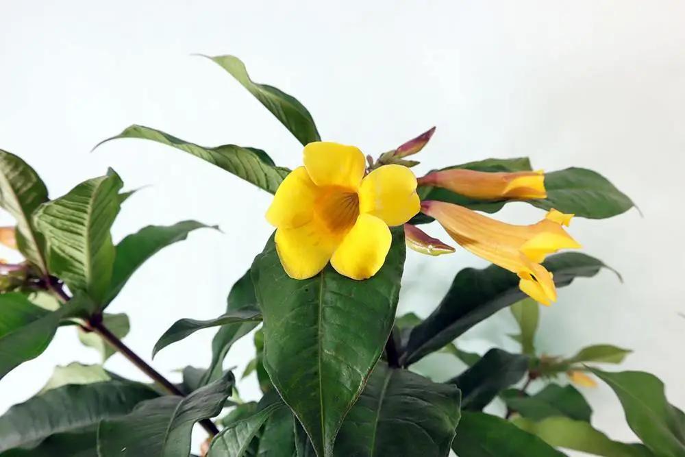 Allemanda Garden Plus