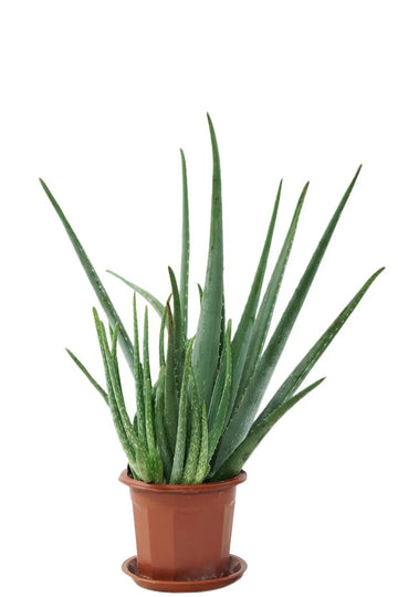 Aloe Vera Garden Plus