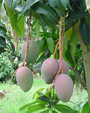 Apple Mango Garden Plus