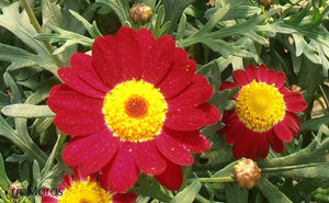 Argyranthemum frutescens - Paris Daisy Red / Yellow Garden Plus
