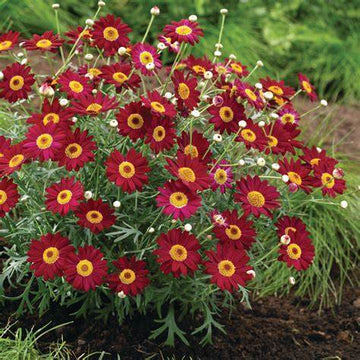 Argyranthemum frutescens - Paris Daisy Red / Yellow Garden Plus