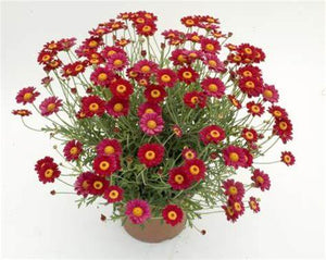Argyranthemum frutescens - Paris Daisy Red / Yellow Garden Plus