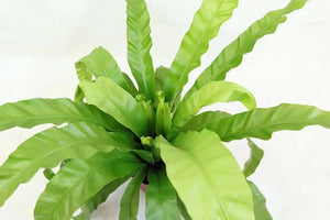 Asplenium nidus Garden Plus