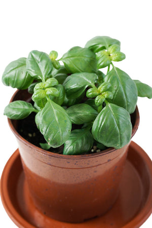 Basil Garden Plus