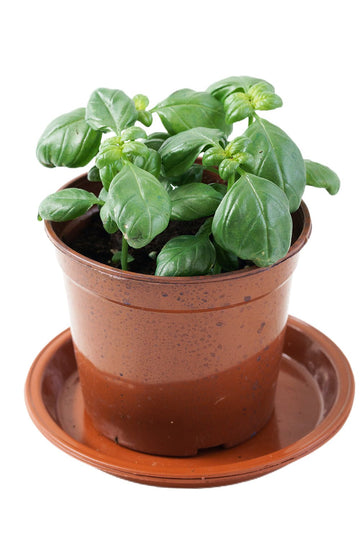 Basil Garden Plus