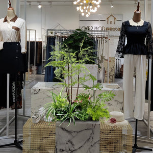 Bonsai Botanical Garden View Plant Decoration Piece Garden Plus