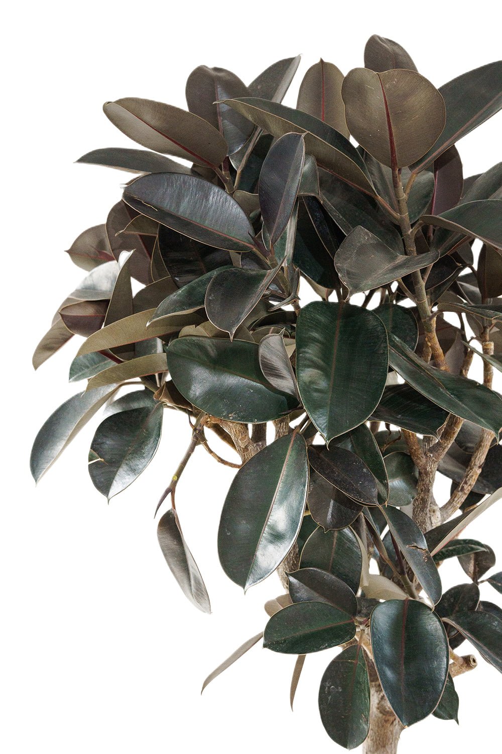 Burgundy rubber plant tree style Garden Plus