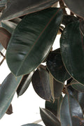 Burgundy rubber plant tree style Garden Plus