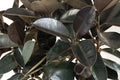 Burgundy rubber plant tree style Garden Plus