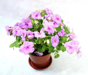 Busy Lizzie Garden Plus