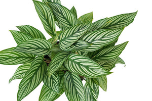 Calathea Vittata Garden Plus