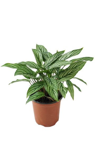 Calathea Vittata Garden Plus