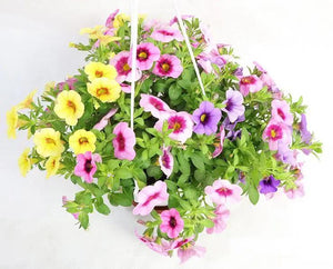 Calibrachoa hybrids Garden Plus