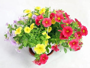 Calibrachoa hybrids Garden Plus