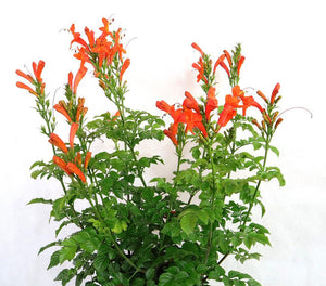 Campsis grandiflora Garden Plus