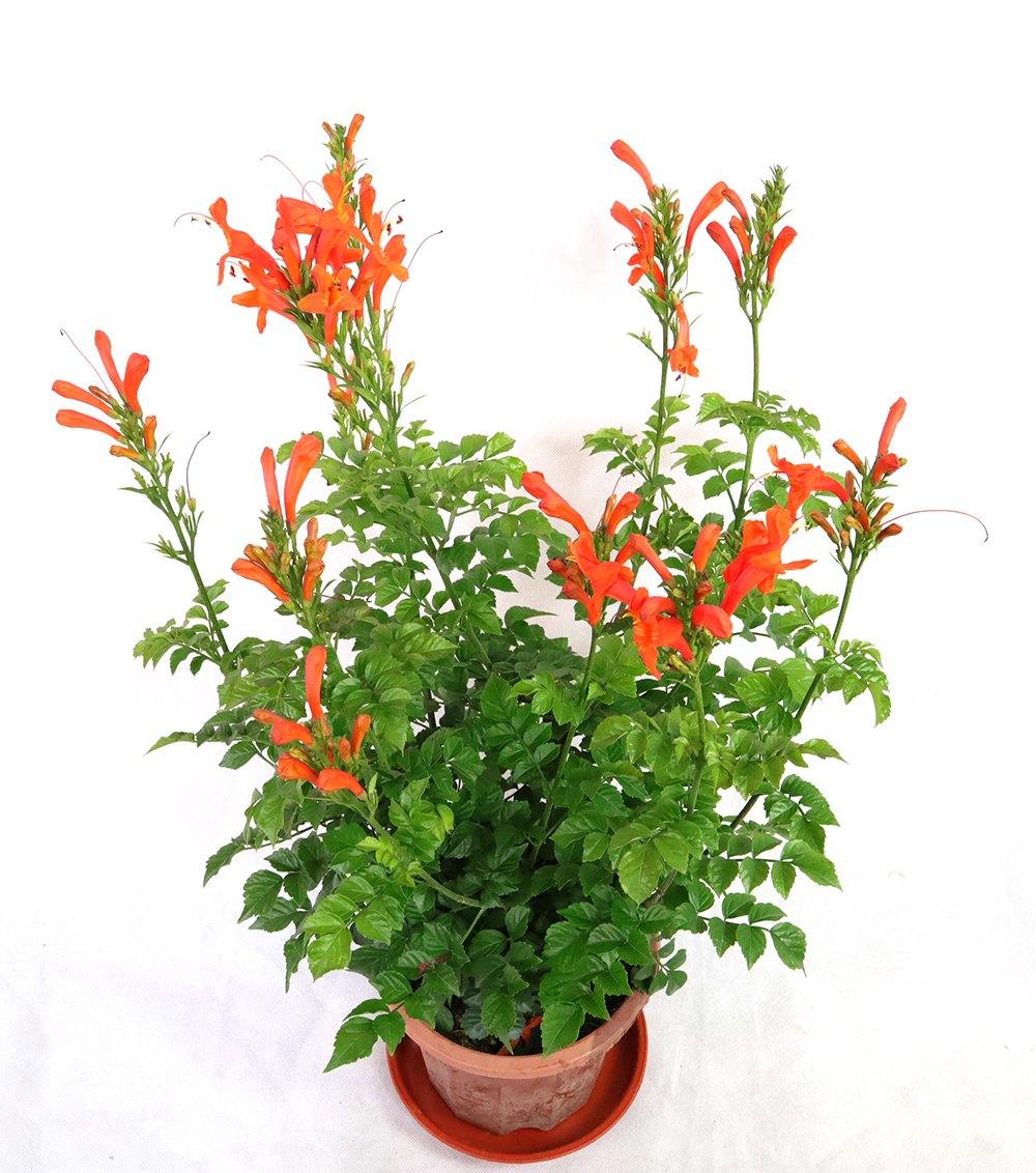 Campsis grandiflora Garden Plus