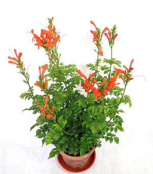 Campsis grandiflora Garden Plus