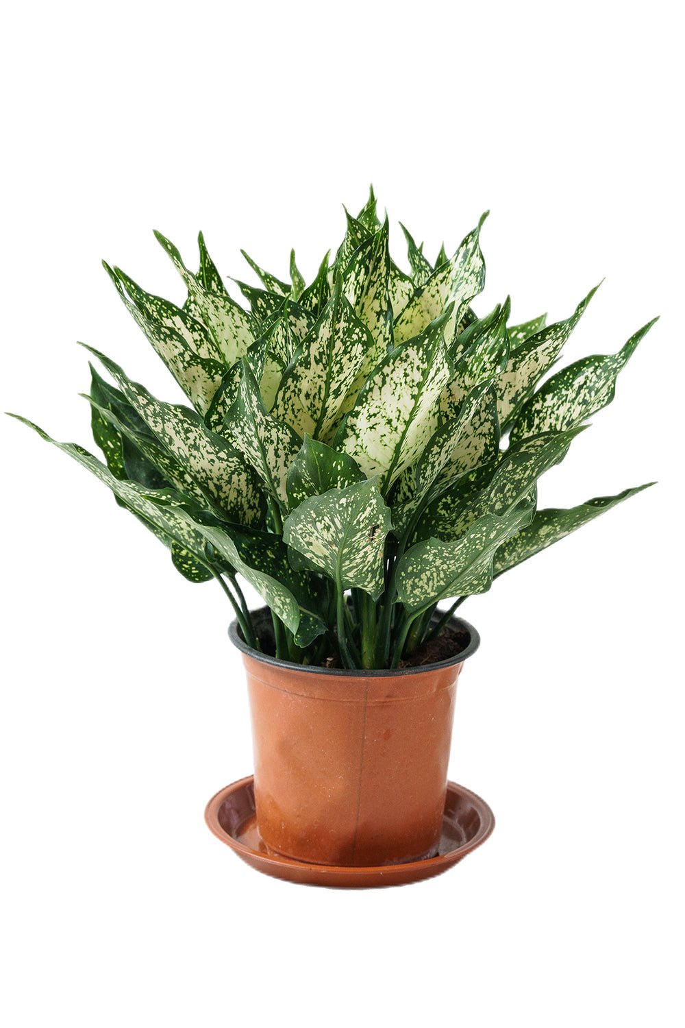 chinese evergreen plant air purifier Chinese Evergreen Garden Plus