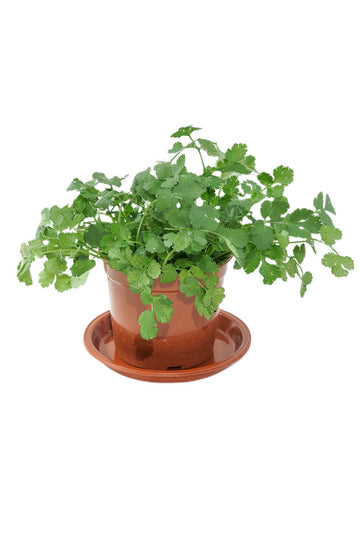 Coriander Garden Plus