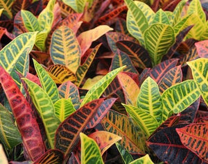 Croton Petra Garden Plus