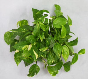 Devil's Ivy Garden Plus