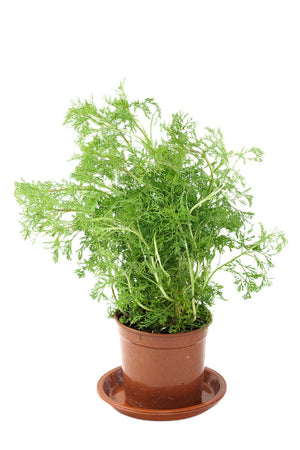 Dill Garden Plus