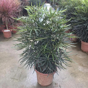 Dizygotheca elegantissima Garden Plus