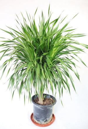 Dragon Tree Garden Plus