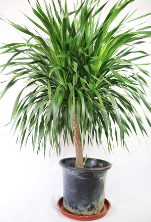 Dragon Tree Garden Plus