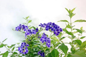 Duranta erecta Garden Plus