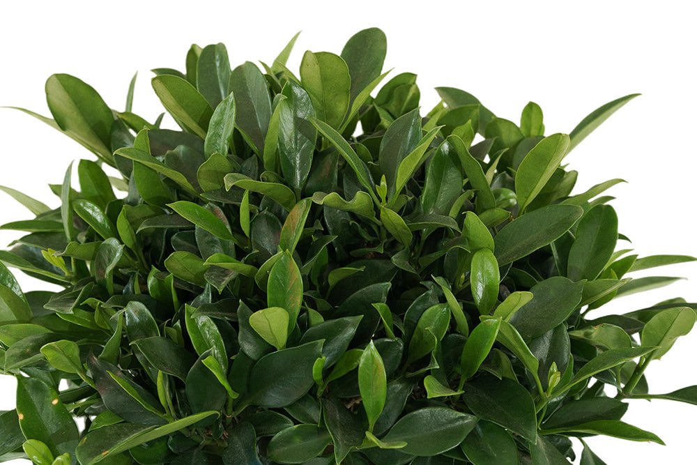 Fagraea ceilanica 2-level-style Garden Plus