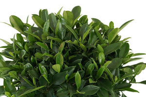 Fagraea ceilanica 2-level-style Garden Plus