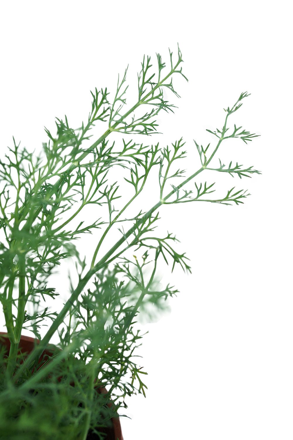fennel Garden Plus