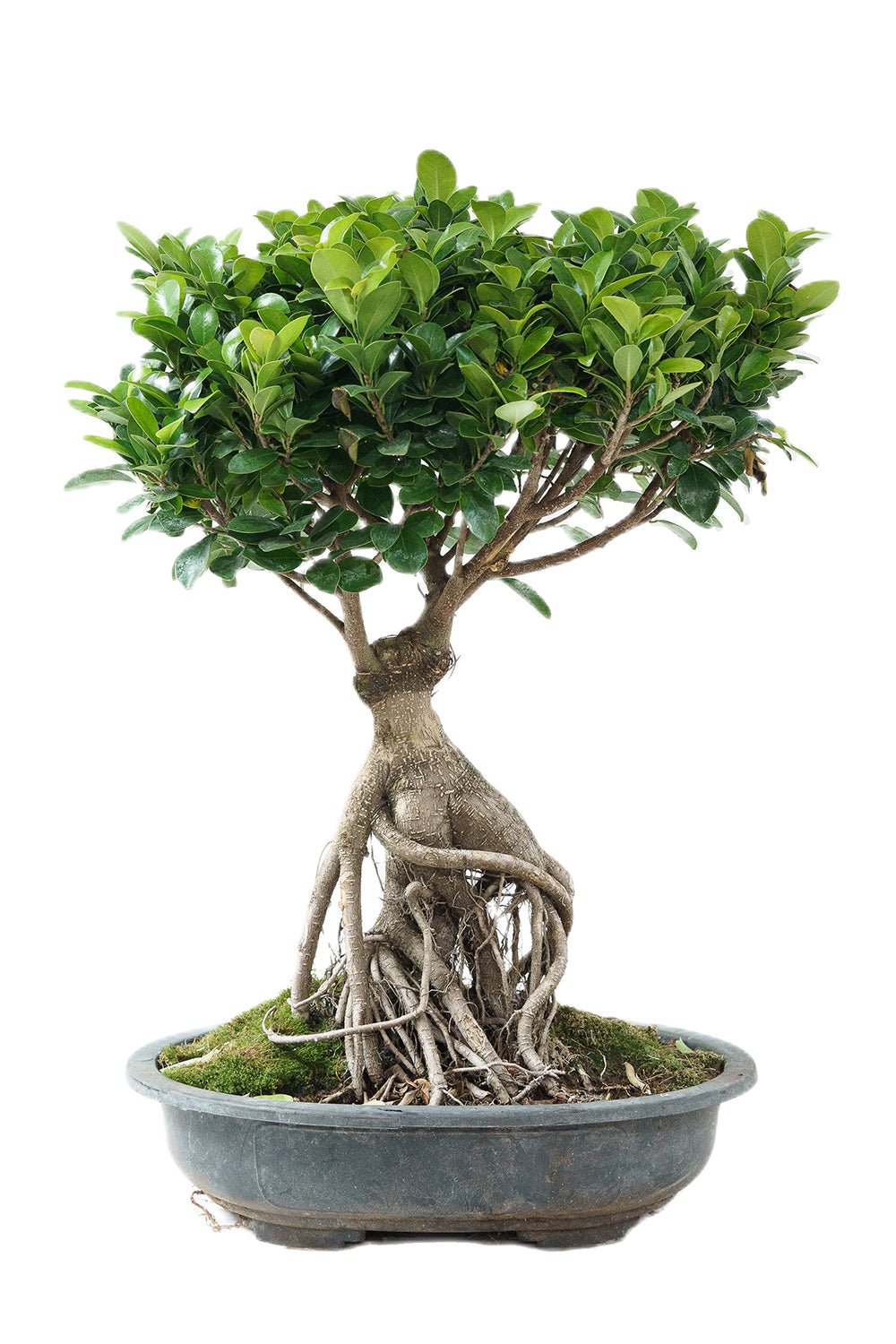 bonsai tree 中文 Ficus microcarpa bonsai style Garden Plus