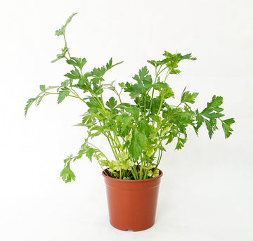 Flat Leaf Parsley Garden Plus