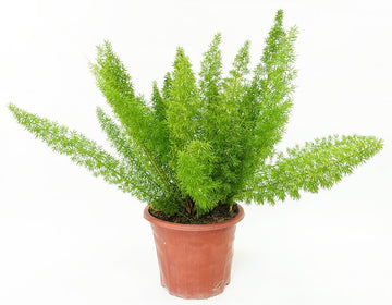 Foxtail Fern Garden Plus