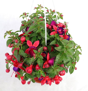 Fuchsia Hybrida Garden Plus