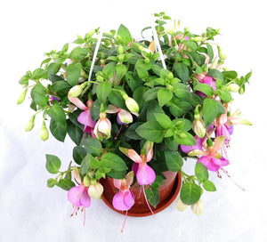 Fuchsia Hybrida Garden Plus