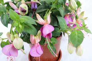 Fuchsia Hybrida Garden Plus