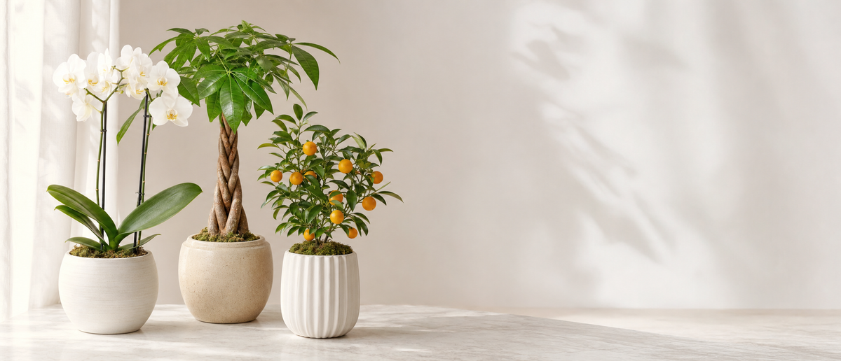 gift-plants banner