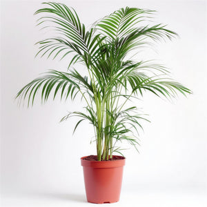 Areca Palm / 散尾葵 — hero