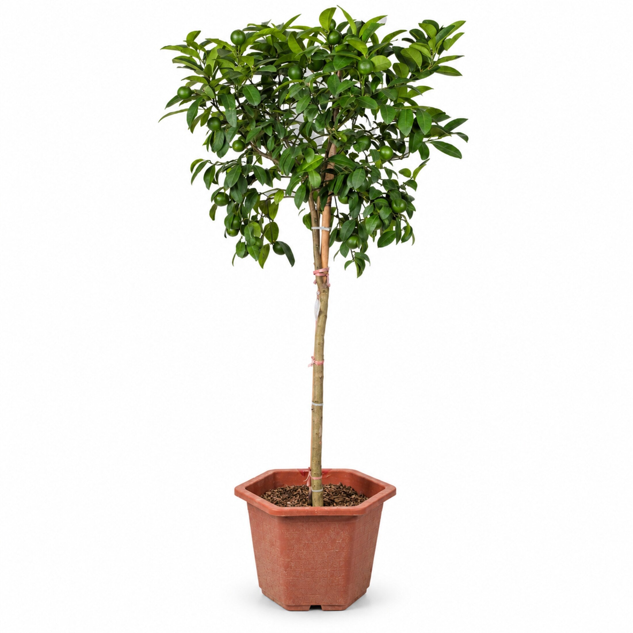 Garden Plus Grafted Green Lime Tree — generated hero — 2026-09-08