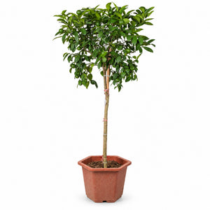 Garden Plus Grafted Green Lime Tree — generated hero — 2026-09-08